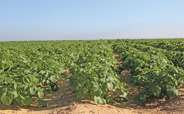 SA potato industry to have greater access to Mondial variety