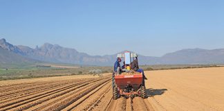 potatoes planted by tractor