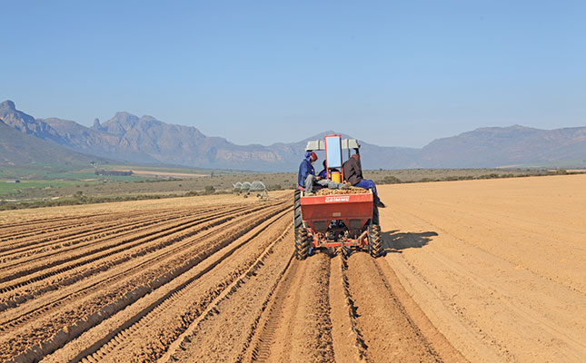 The long, hard road to profiting from potatoes