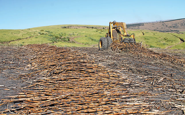 Earthworms to the rescue on degraded sugar cane land