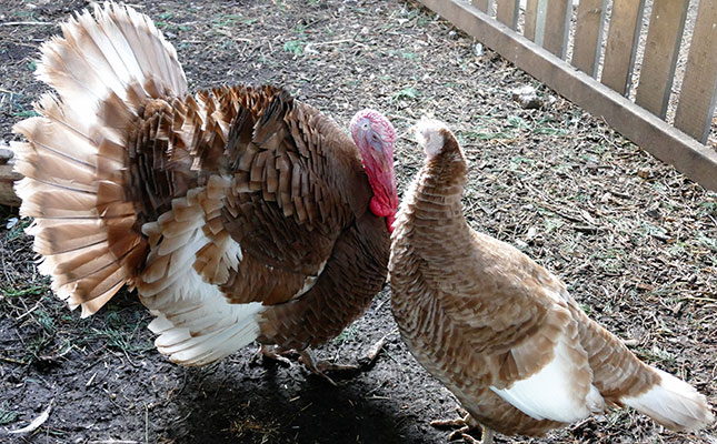 Polish authorities on high alert as bird flu spreads Polish authorities on high alert as bird flu spreads