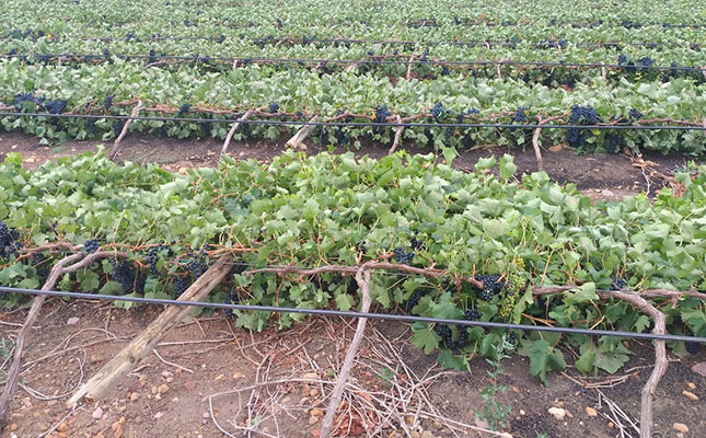 Wind and unseasonal rain cause consternation in Western Cape Wind and unseasonal rain cause consternation in Western Cape