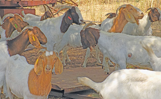 Boer goat facts and figures