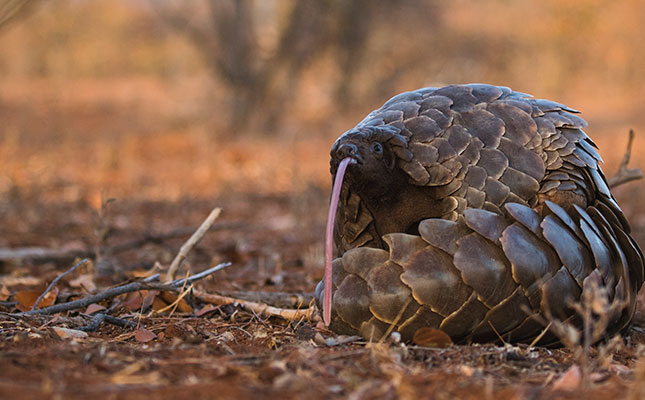 Coronavirus outbreak could benefit pangolin conservation