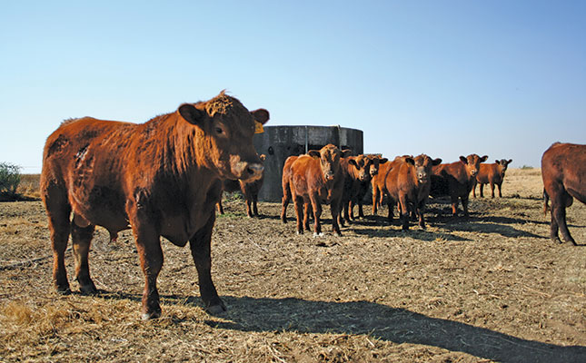 Free State breeders use strict selection to produce top bulls