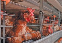 Avian flu outbreak exacerbates coronavirus woes in China