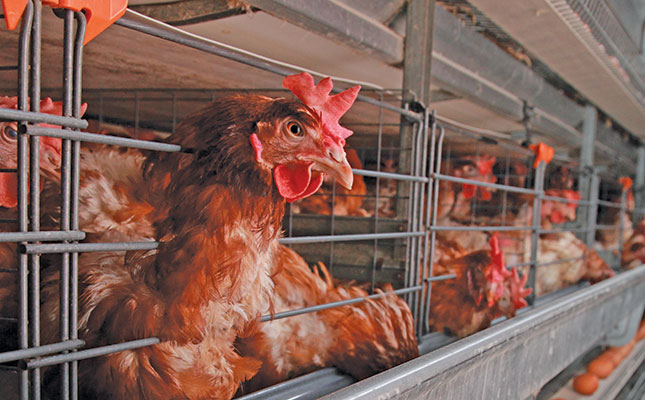 Avian flu outbreak exacerbates coronavirus woes in China Avian flu outbreak exacerbates coronavirus woes in China