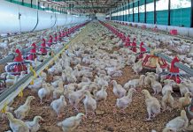 broiler production