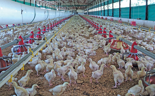 Advice on how to start a broiler business