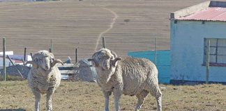 sheep farming in communal area