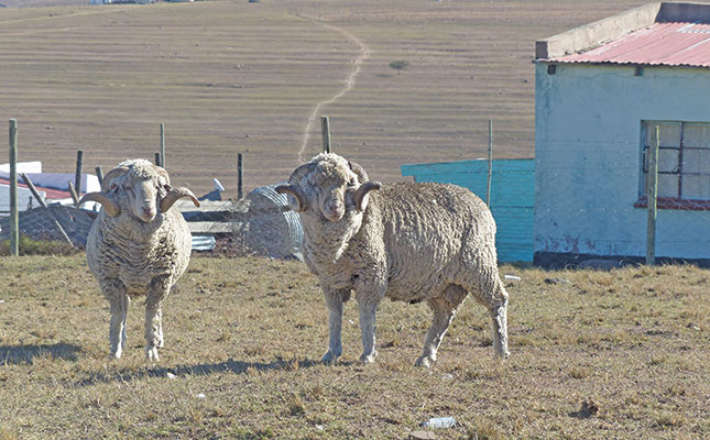 Rewards and pitfalls of communal wool production