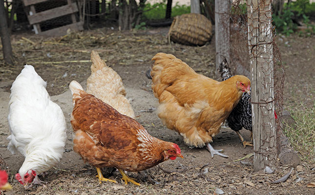 Make money with free-range chickens