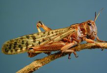 India reports crop damage as locust plague spreads to Asia