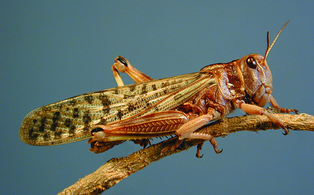 India reports crop damage as locust plague spreads to Asia