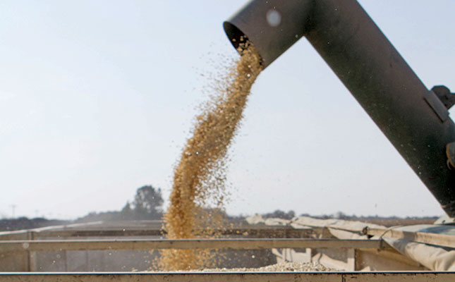GM maize export potential as Zimbabwe lifts ban