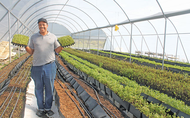 Value-adding boosts hydroponics venture