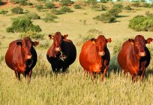 Artificial insemination project in Zimbabwe goes countrywide