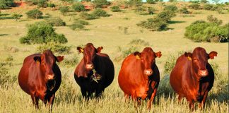 Artificial insemination project in Zimbabwe goes countrywide