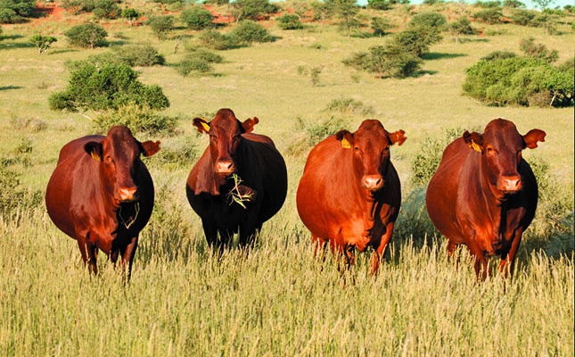 Artificial insemination project in Zimbabwe goes countrywide