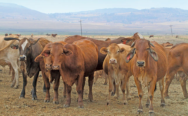 Strict selection: the key to award-winning Brahmans