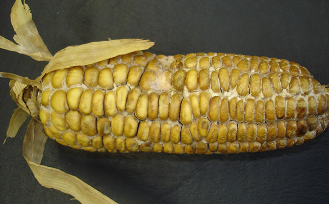 Farmers urged to scout for Diplodia maize rot