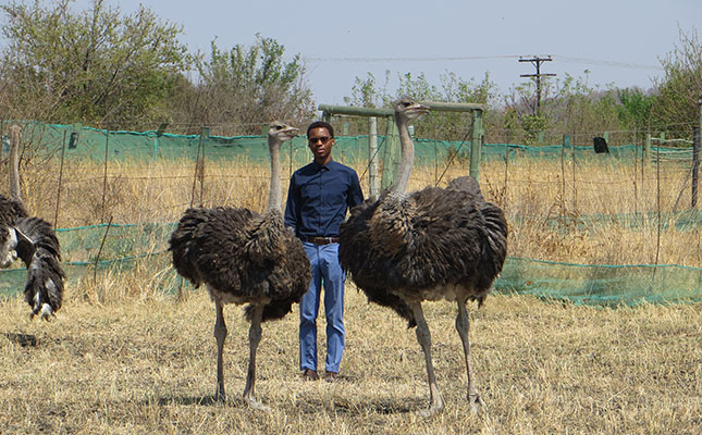 Growing pains of a young North West ostrich farmer