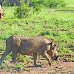 Namibian hunting quotas cut 80% due to drought