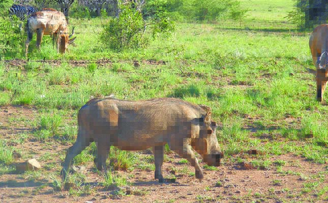 Namibian hunting quotas cut 80% due to drought