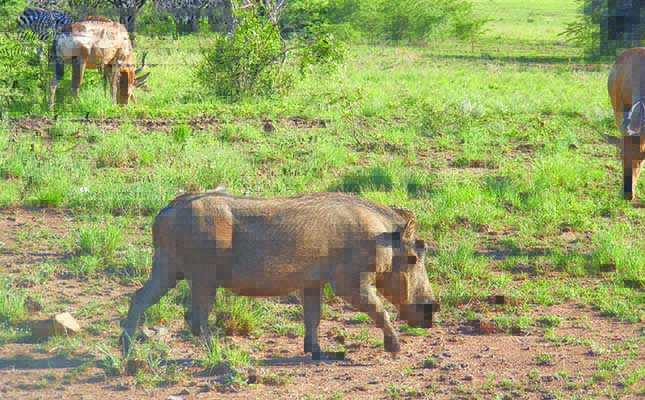 Namibian hunting quotas cut 80% due to drought Namibian hunting quotas cut 80% due to drought
