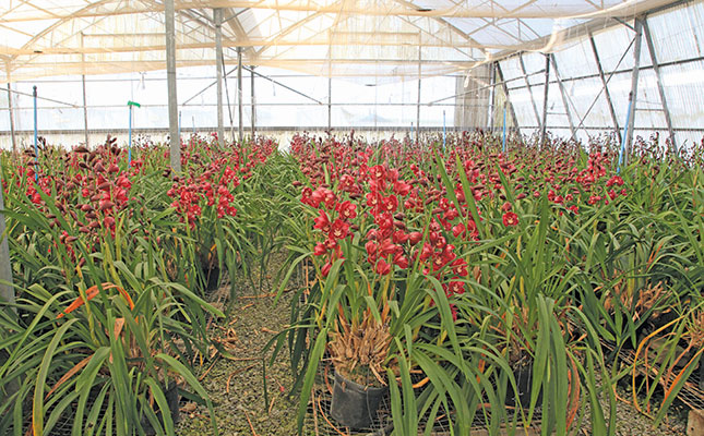 Inside SA’s biggest orchid business