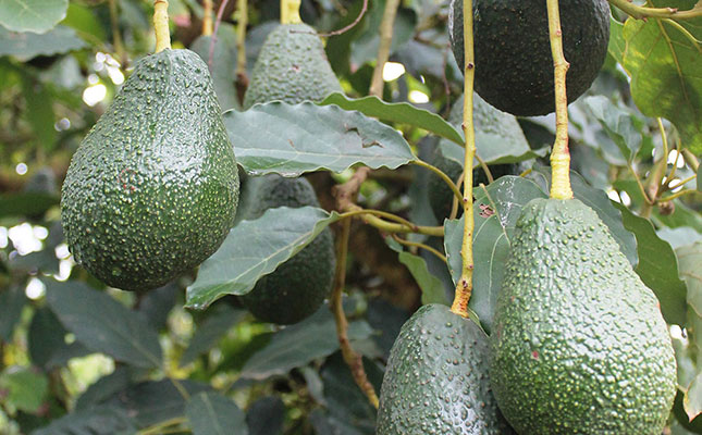 Restaurant demand for avos down, home consumption stable