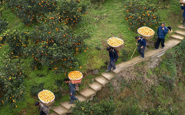 Chinese farmers adapt to coronavirus with online buying Chinese farmers adapt to coronavirus with online buying