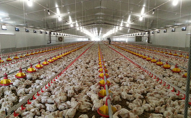 Chicken import tariff supporters take wait-and-see approach