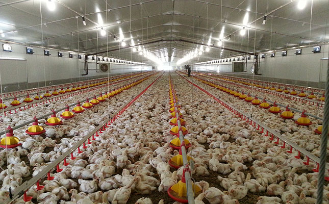 Chicken import tariff supporters take wait-and-see approach Chicken import tariff supporters take wait-and-see approach