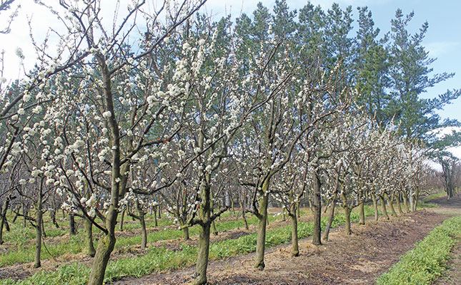 Top female farmer makes neglected orchards bloom again Top female farmer makes neglected orchards bloom again
