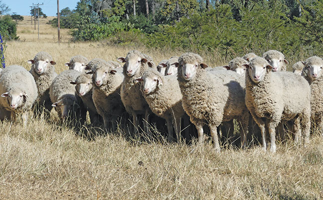 Running veld-adapted Dohne Merinos since 1945