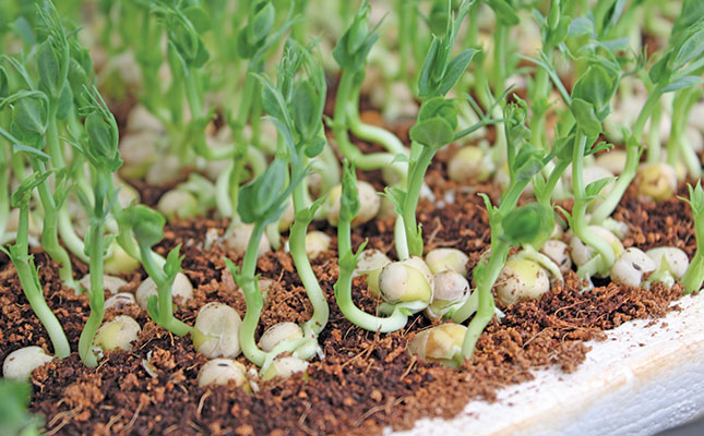Microgreens: a tiny crop with big returns