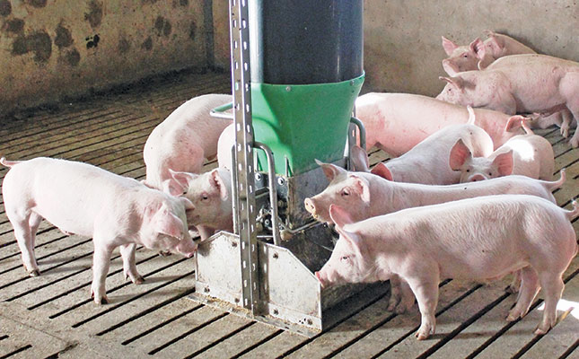 SA commercial pig herd now among ‘healthiest in the world’