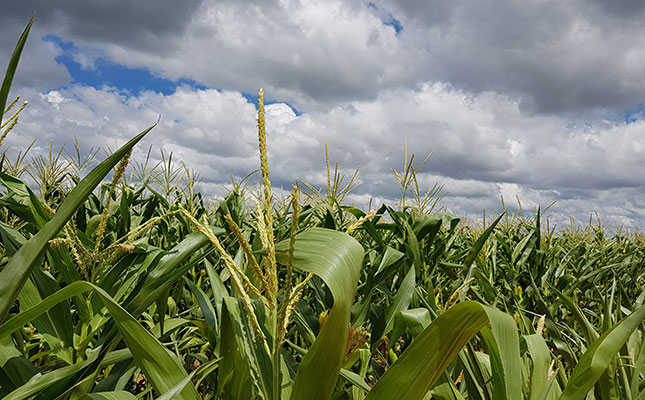 Bullish grain forecast for SA will help ‘tame’ food inflation