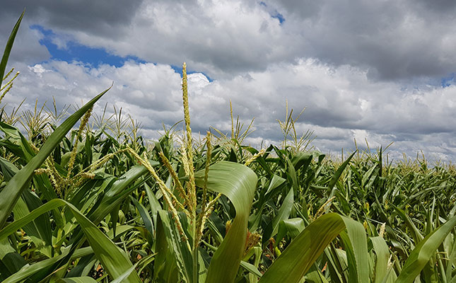 Bullish grain forecast for SA will help ‘tame’ food inflation Bullish grain forecast for SA will help ‘tame’ food inflation
