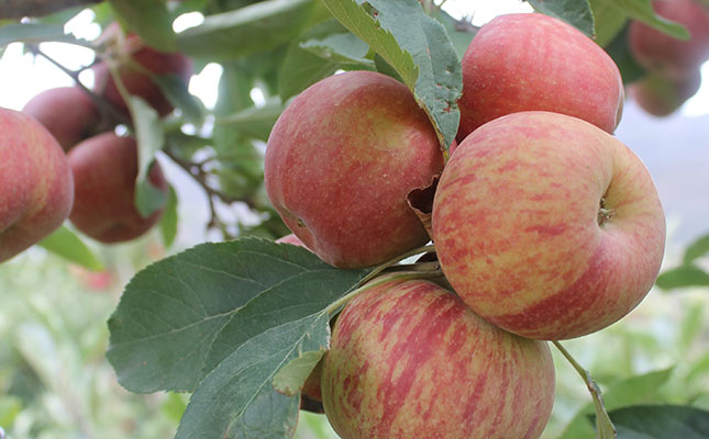 Load-shedding burdens SA’s fruit industry Load-shedding burdens SA’s fruit industry
