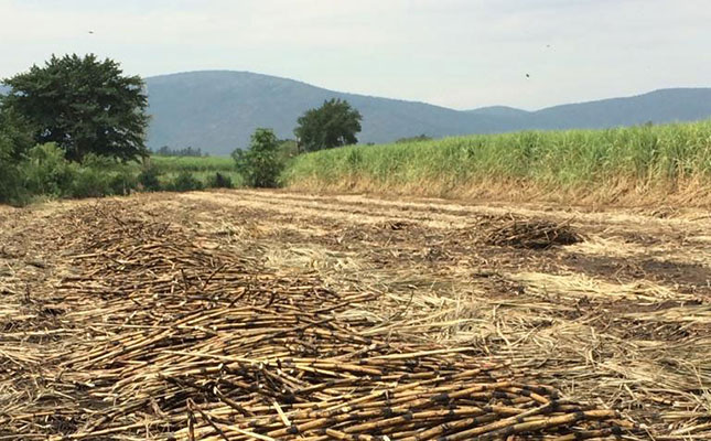 Lower crude oil prices to affect SA sugar industry Lower crude oil prices to affect SA sugar industry