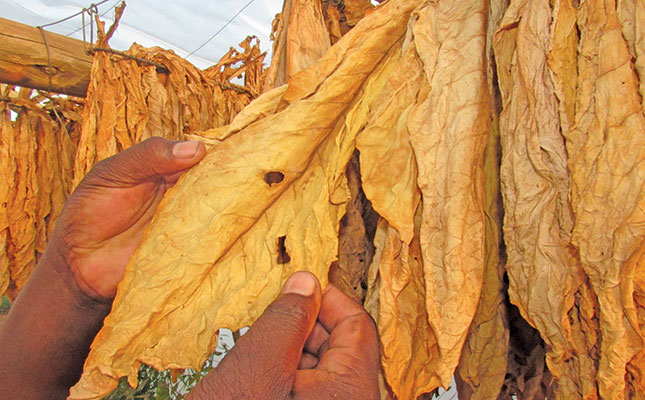 tobacco leaves