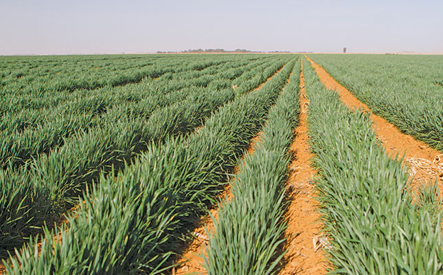 Late rainfall sees Free State farmers returning to wheat Late rainfall sees Free State farmers returning to wheat