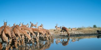 SA wildlife tourism hard-hit by coronavirus