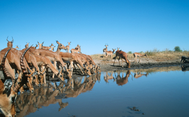 SA wildlife tourism hard-hit by coronavirus SA wildlife tourism hard-hit by coronavirus