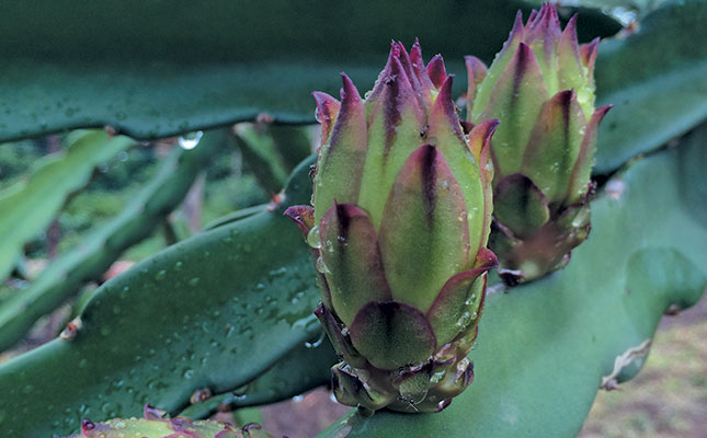 Research and marketing needed to boost dragon fruit production