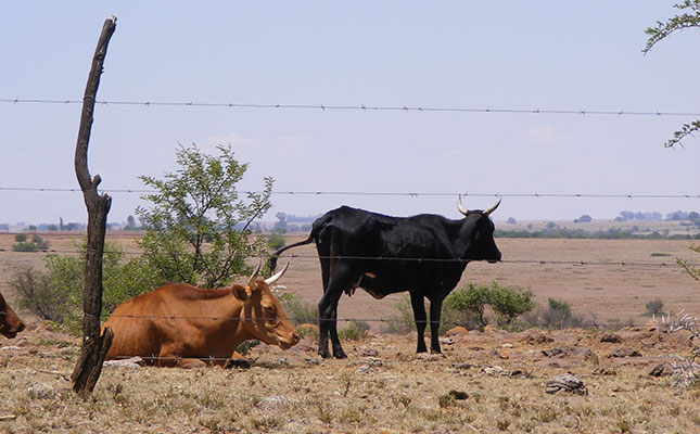 Northern Cape drought aid grinds to a halt amid lockdown Northern Cape drought aid grinds to a halt amid lockdown