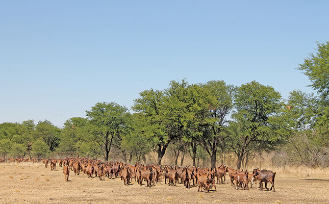 Kalahari Red goats: Hardy and profitable Kalahari Red goats: Hardy and profitable