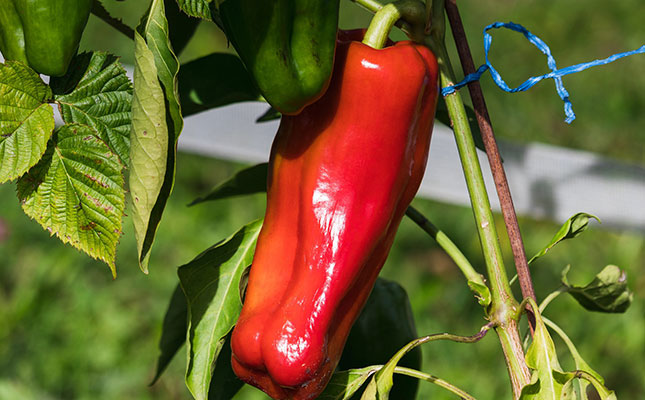 Paprika farming in SA holds potential for job creation